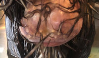 egg bound.jpg