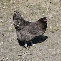 20200419_135133.jpg