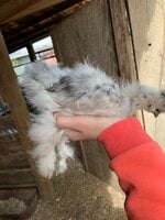 06BA4985-C1F7-4590-9B62-377E3BE7F04E.jpeg