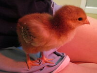 No Tail Feather 1.JPG