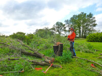 tree down, irises intact!.jpg