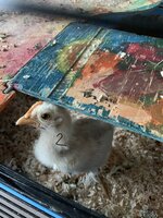 IMG_6065.jpeg