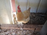 DSCN4116.jpg