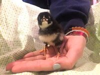 Possibly him at 2 weeks.jpg