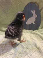 3 weeks old.jpg