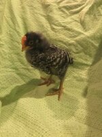 4 weeks old.jpg