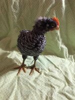 Rooster.jpg