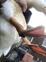 A96A7037-8D51-4421-AA55-5655A33307FA.jpeg