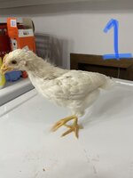 25319465-90F0-437F-9728-0165B5EB5825.jpeg