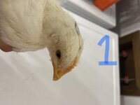 2C485108-A9E0-4A8D-BDC2-9C2FC69F2ABE.jpeg