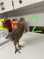 0DBAC718-0607-4CEA-AA5F-7B376FC4C3FD.jpeg