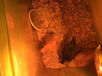 57E599C2-77FF-408C-813D-735C1D333108.jpeg