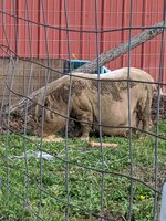 IMG_20200424_160646.jpg