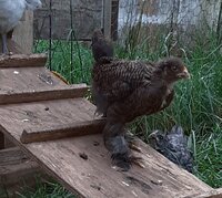 20200427_075452~2.jpg