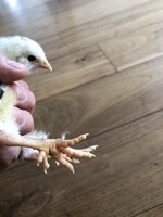 Daisy3.jpeg