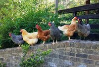 Hens on the wall 1 - Copy.jpg