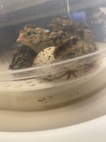 471E80D6-006F-43D2-81FE-F6C9AD7265E6.jpeg