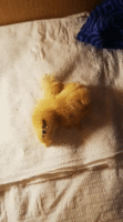 ezgif-1-577ee847b222.gif