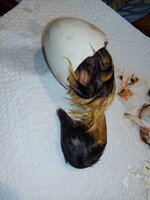 IMG_20200429_082310.jpg
