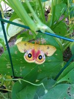 IMG_20200427_074149567.jpg