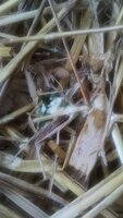 IMG_20200429_095209436.jpg