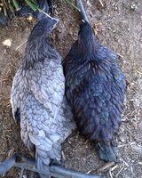 IMG_20200425_201319_859.jpg
