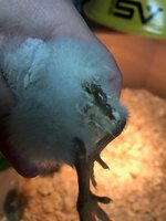 chicky.jpg