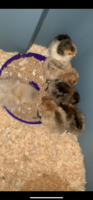 C2480F69-A613-4053-B3F3-0735BD73D920.png