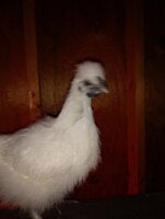 20200430_193633.jpg 20200430_193633.jpg