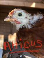 Atticus.jpg