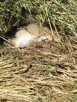 D3878D00-4855-4A13-8618-89F87FFF1065.jpeg