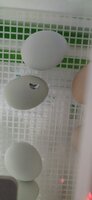 IMG_20200501_090009.jpg