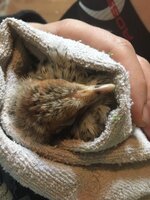 Daisy - Top - 4 Wks.JPG