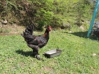 DSCN0601.JPG