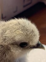 28203398-A072-4ED4-A3A4-E9E3F5C04201.jpeg