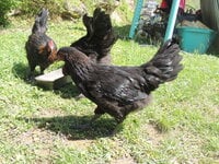 DSCN0595.JPG