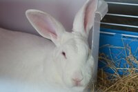 Hoppy 2.jpg