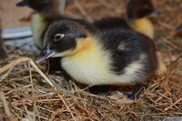 Mottled baby 1.jpg