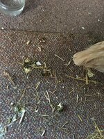 AA31DF65-E079-4A6D-B507-6B417677FF9F.jpeg