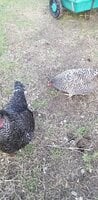 20200408_185721.jpg