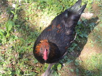 DSCN0680.JPG