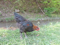 DSCN0688.JPG