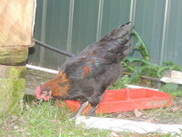 DSCN0701.JPG