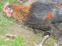 DSCN0712.JPG