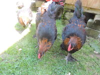 DSCN0716.JPG