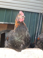 DSCN0720.JPG