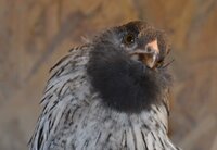 easter egger with beard silver.jpg