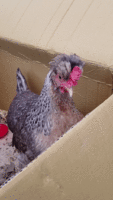 ezgif.com-video-to-gif.gif