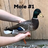 IMG_1012.jpg