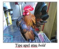 ayam-serama-tipe-apel.jpg